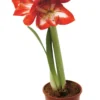 Amaryllis 12 cm