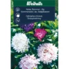 Asters lav sommer
