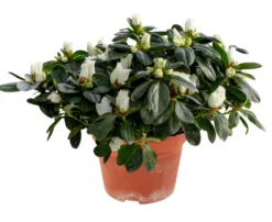 Azalea 12 cm