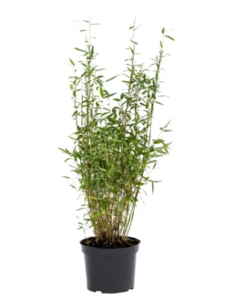Bambus 'Rufa/Simba' 23 cm