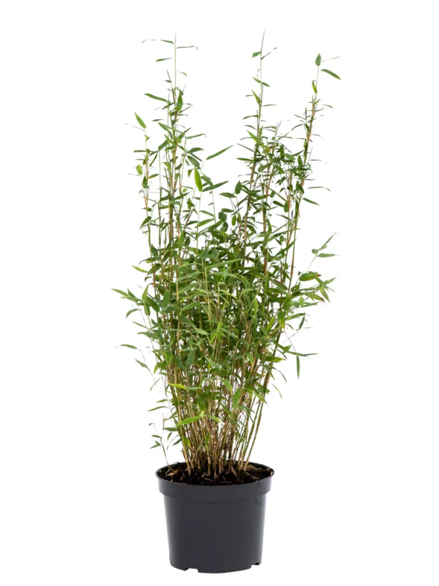 Bambus 'Rufa/Simba' 23 cm