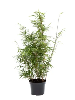 Bambus 'Rufa/Simba' 23 cm