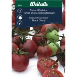 Cherrytomat 'Black cherry'