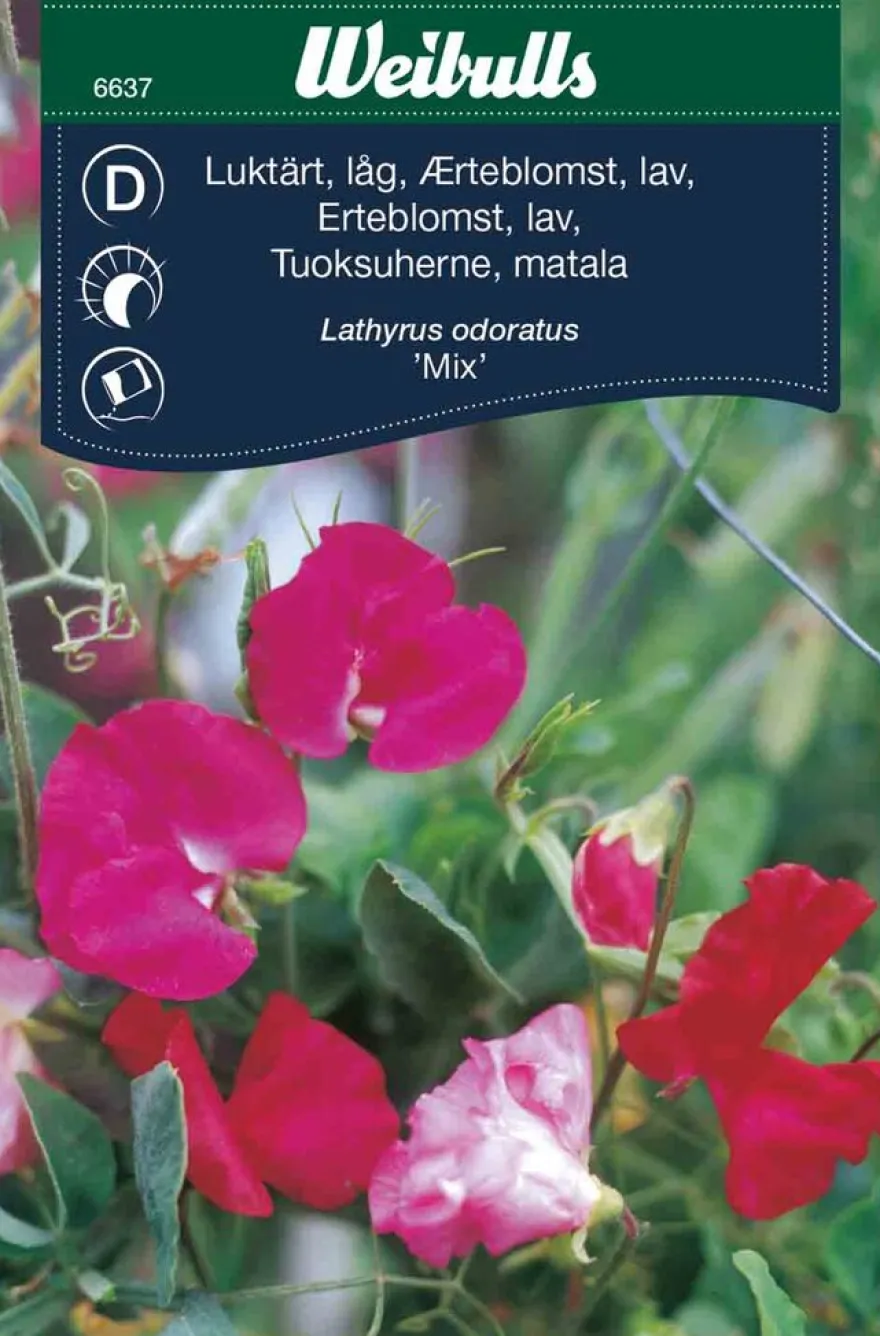 Erteblomst, lav 'Mix'