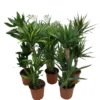 Grønne planter miks Ø24 x 110–130 cm