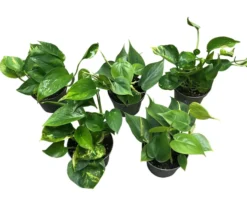 Gullranke Epiprenum Philodendron