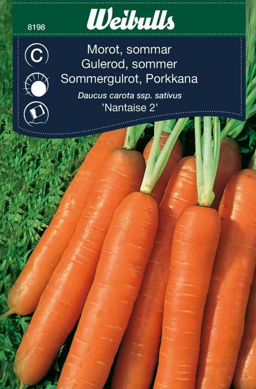 Gulrot, sommer 'Nantaise 2'