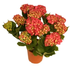 Hortensia 21 cm potte