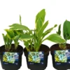 Hosta mix 13 cm potte