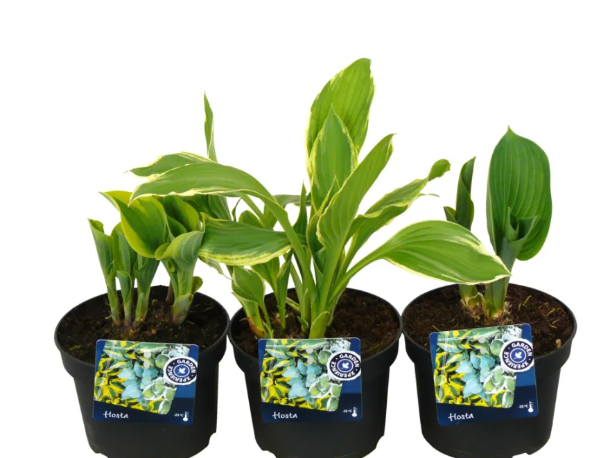 Hosta mix 13 cm potte