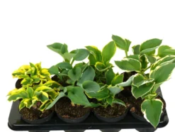 Hosta mix 13 cm potte