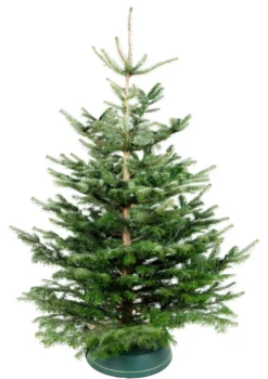 Juletre Edelgran 175-230 cm