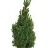 Kjeglegran - 70-75 cm