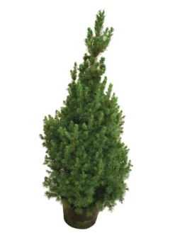 Kjeglegran - 70-75 cm