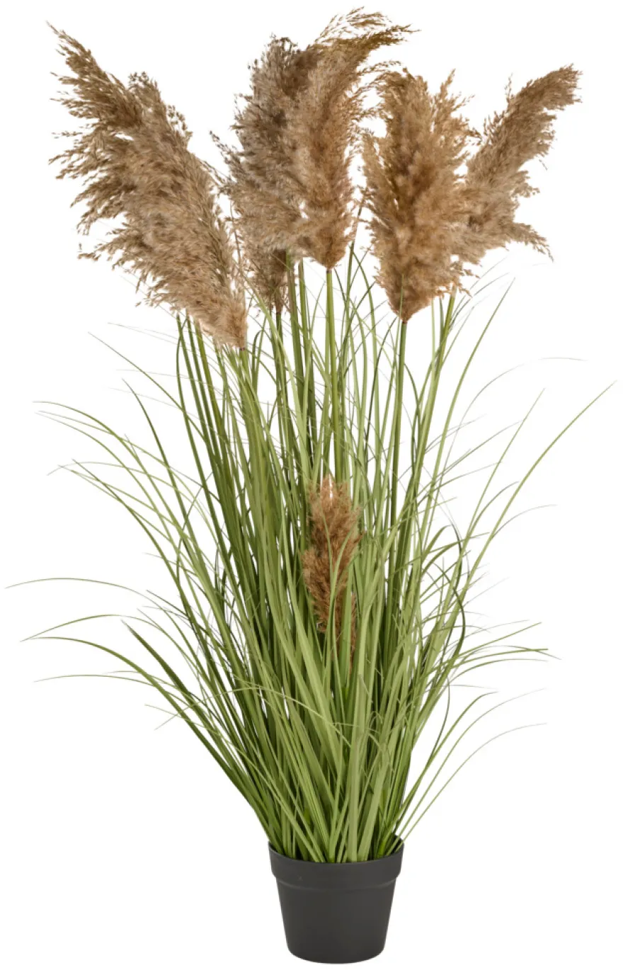 Kunstgress med ekte pampas 120 cm