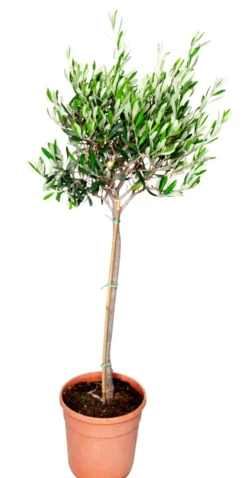 Oliventre oppstammet H80-100 cm 20 cm potte