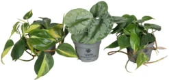 Philodendron Scandens mix i 10,5 cm potte
