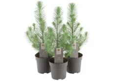 Pinje Silver Crest i 10,5 cm potte
