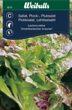 Plukksalat - 'Amerikanischer Brauner'