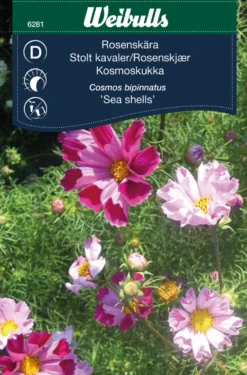 Pyntekorg ´Sea shells` - Rosenskjær