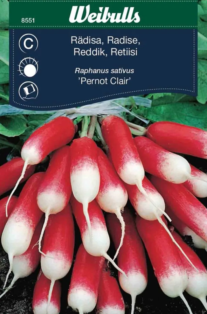 Reddik 'Pernot Claire'