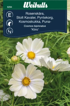 Stolt kavaler 'Kiiro'
